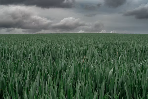 Yield Prediction
